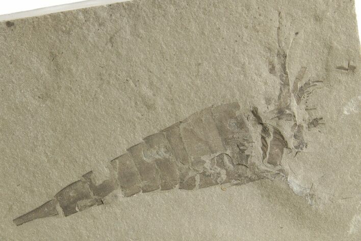 Bargain, Eurypterus (Sea Scorpion) Fossil - New York #369340